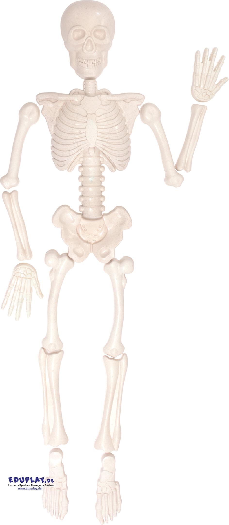 Eduplay - Sandformen menschliches Skelett